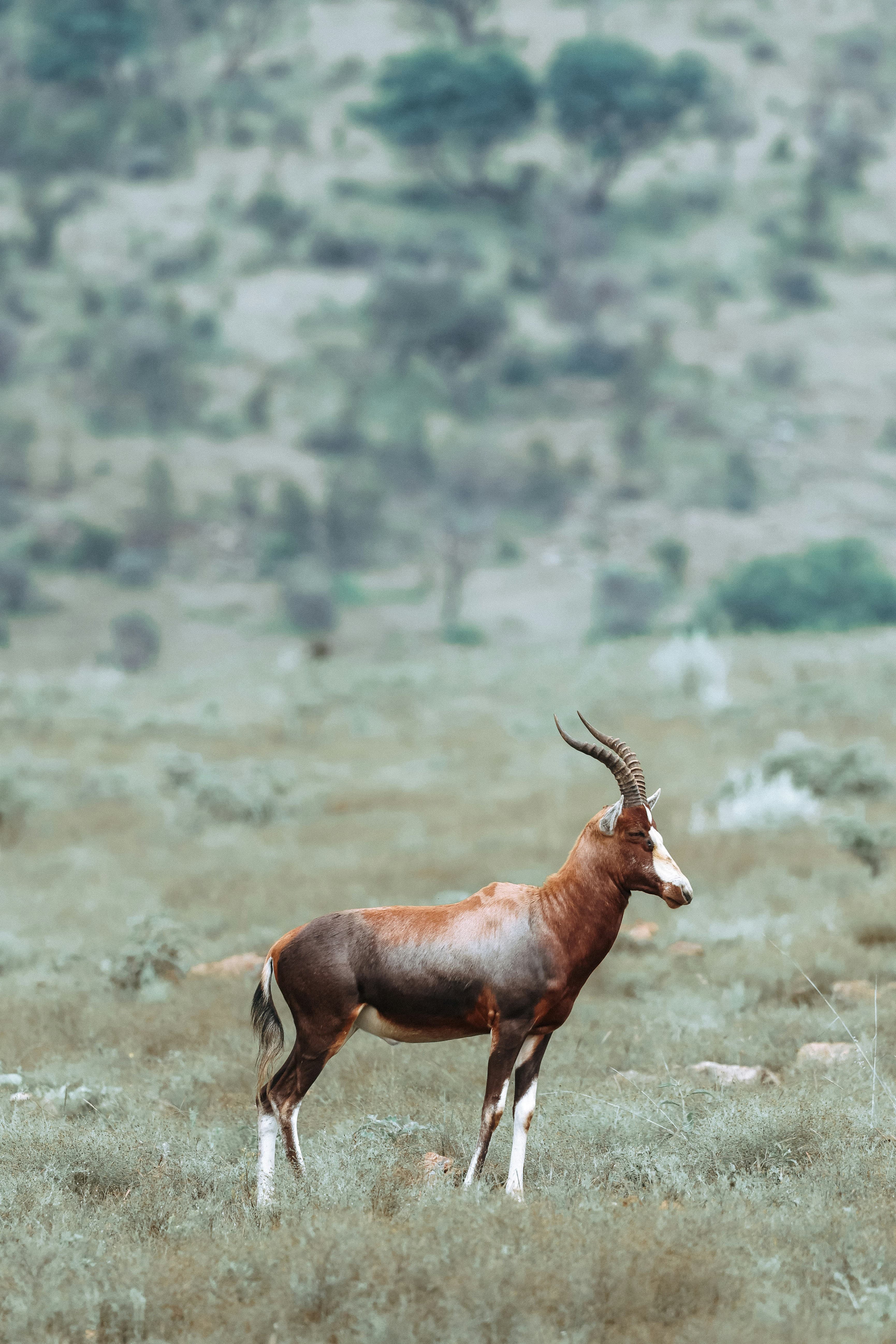 South African 5 Species Special