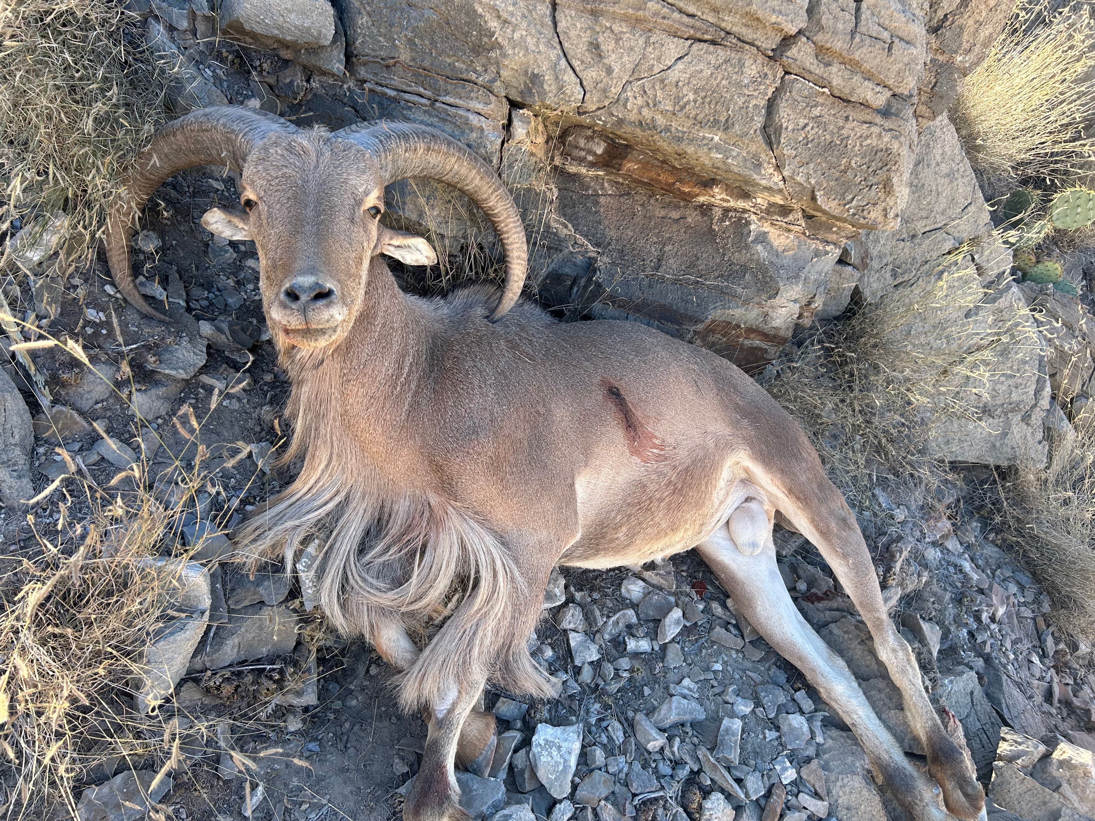 Aoudad Hunt — South Central Texas