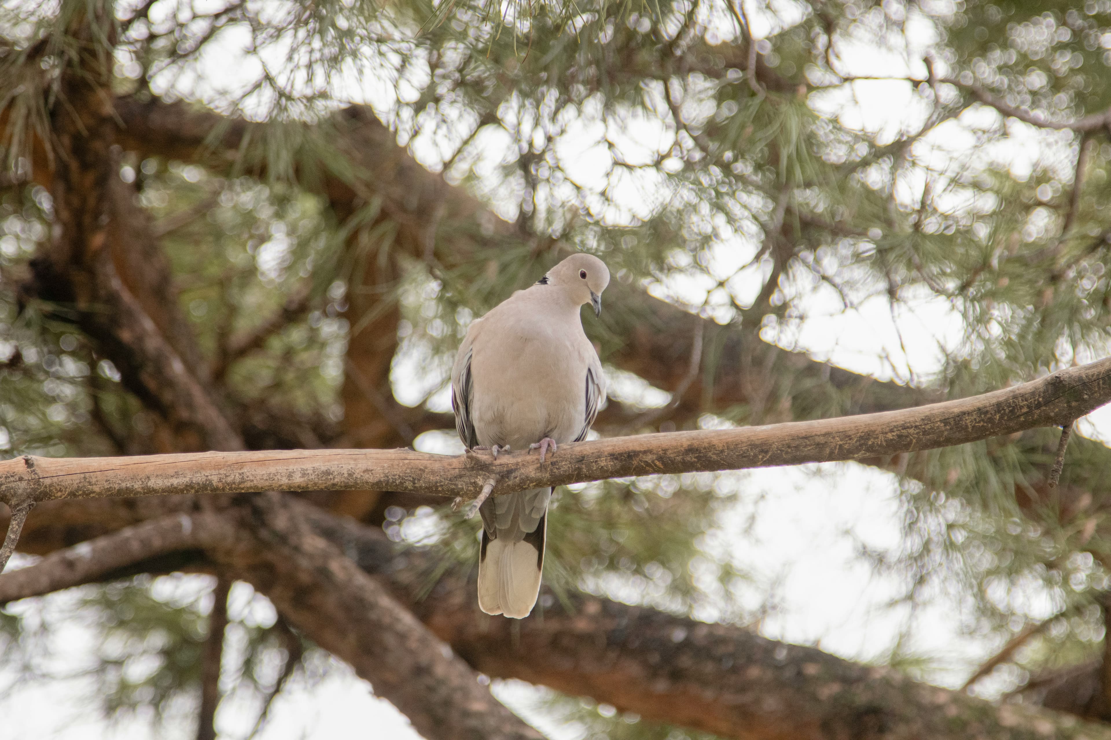Argentina High-Volume Dove Hunt