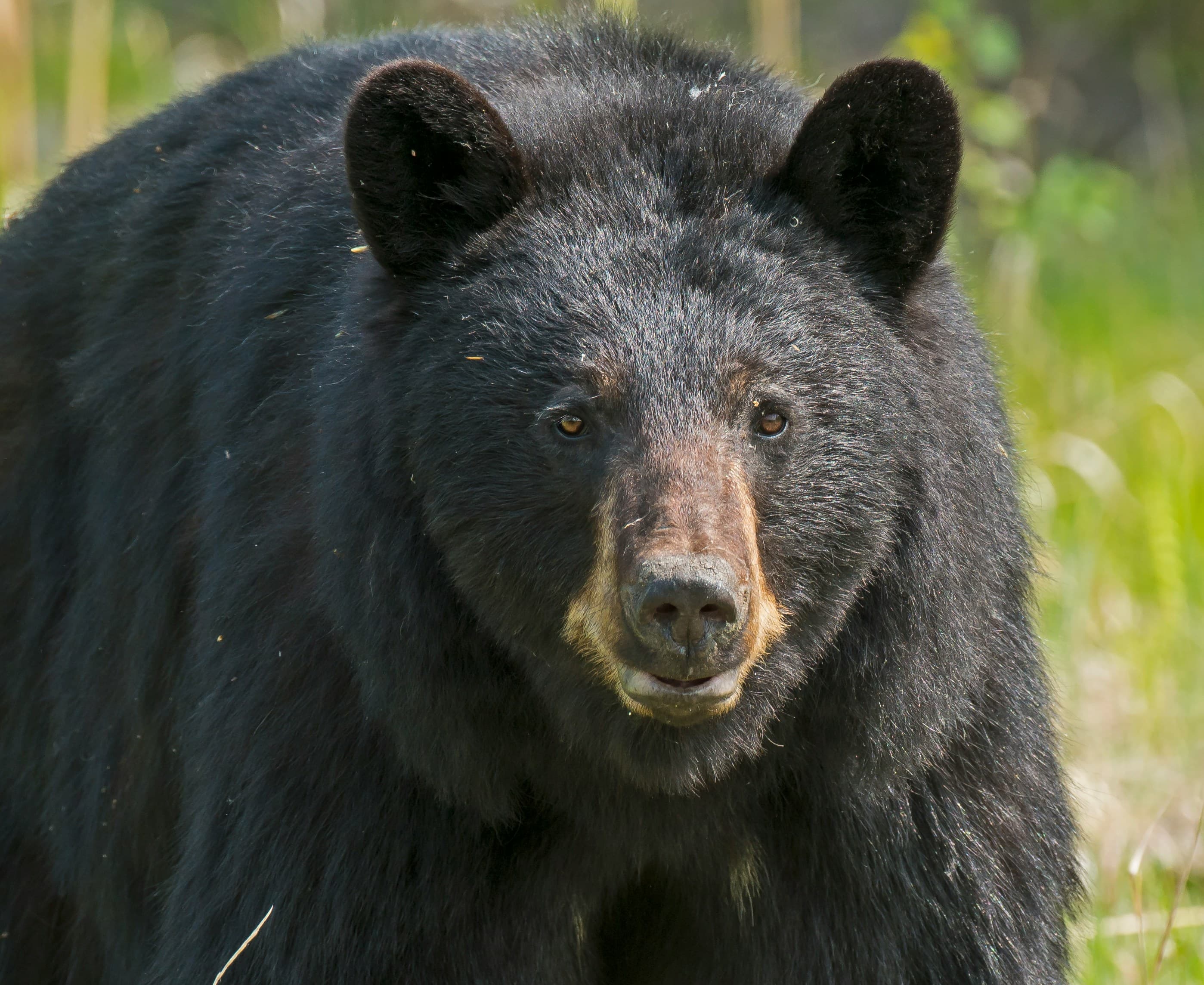 Black Bear Hunt