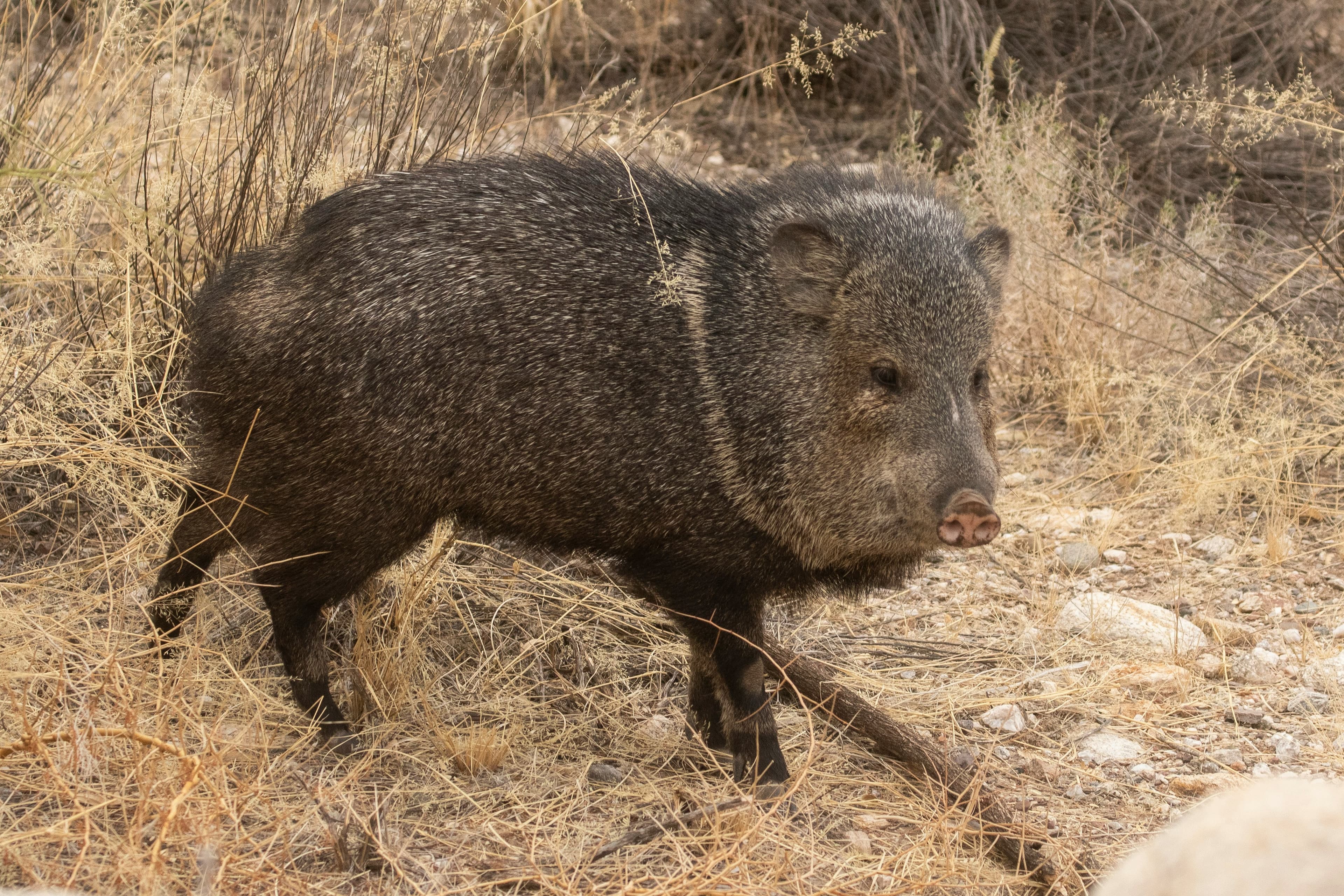 Javelina Hunts