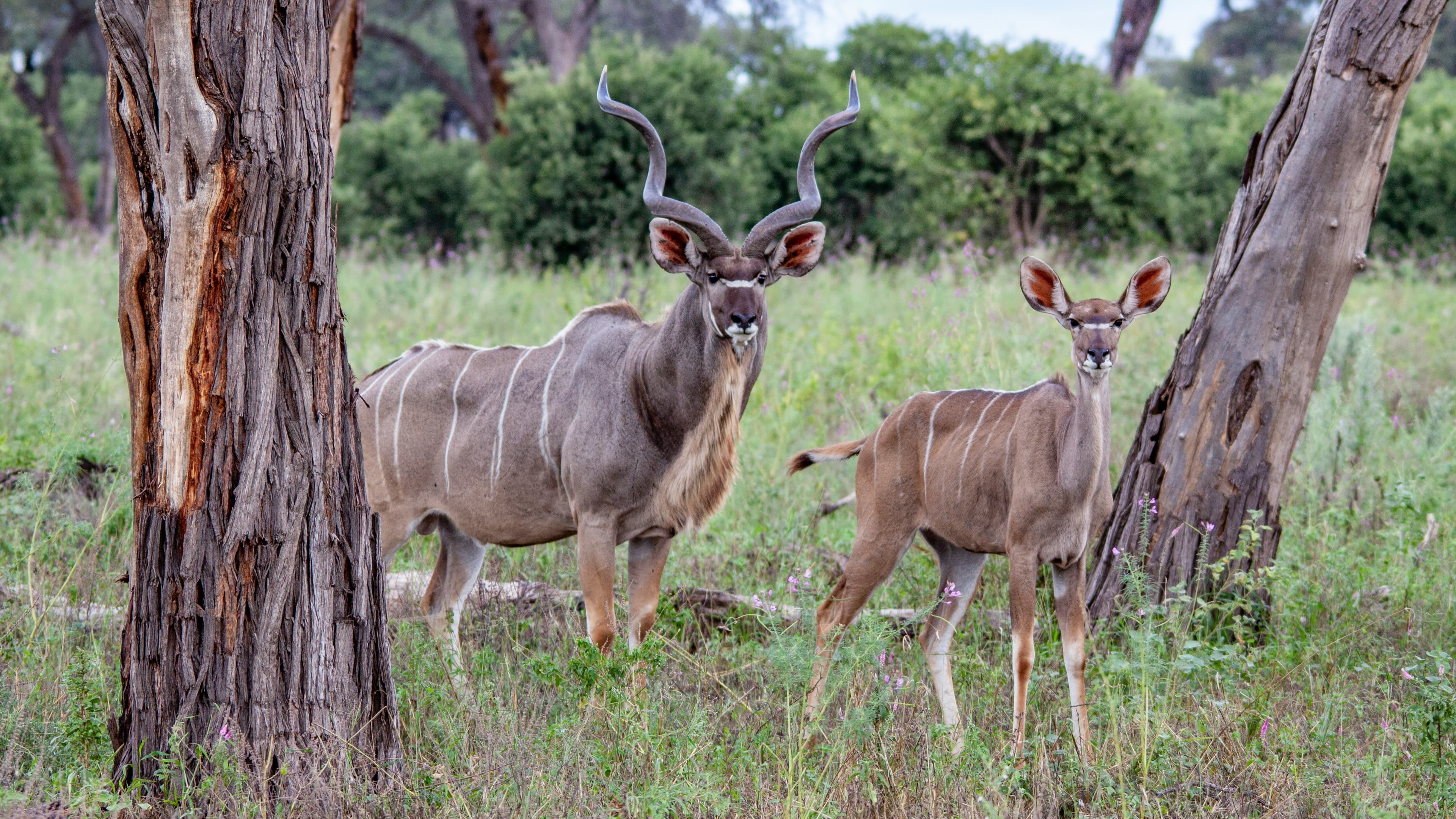 Northern Cape Plains Game Hunt