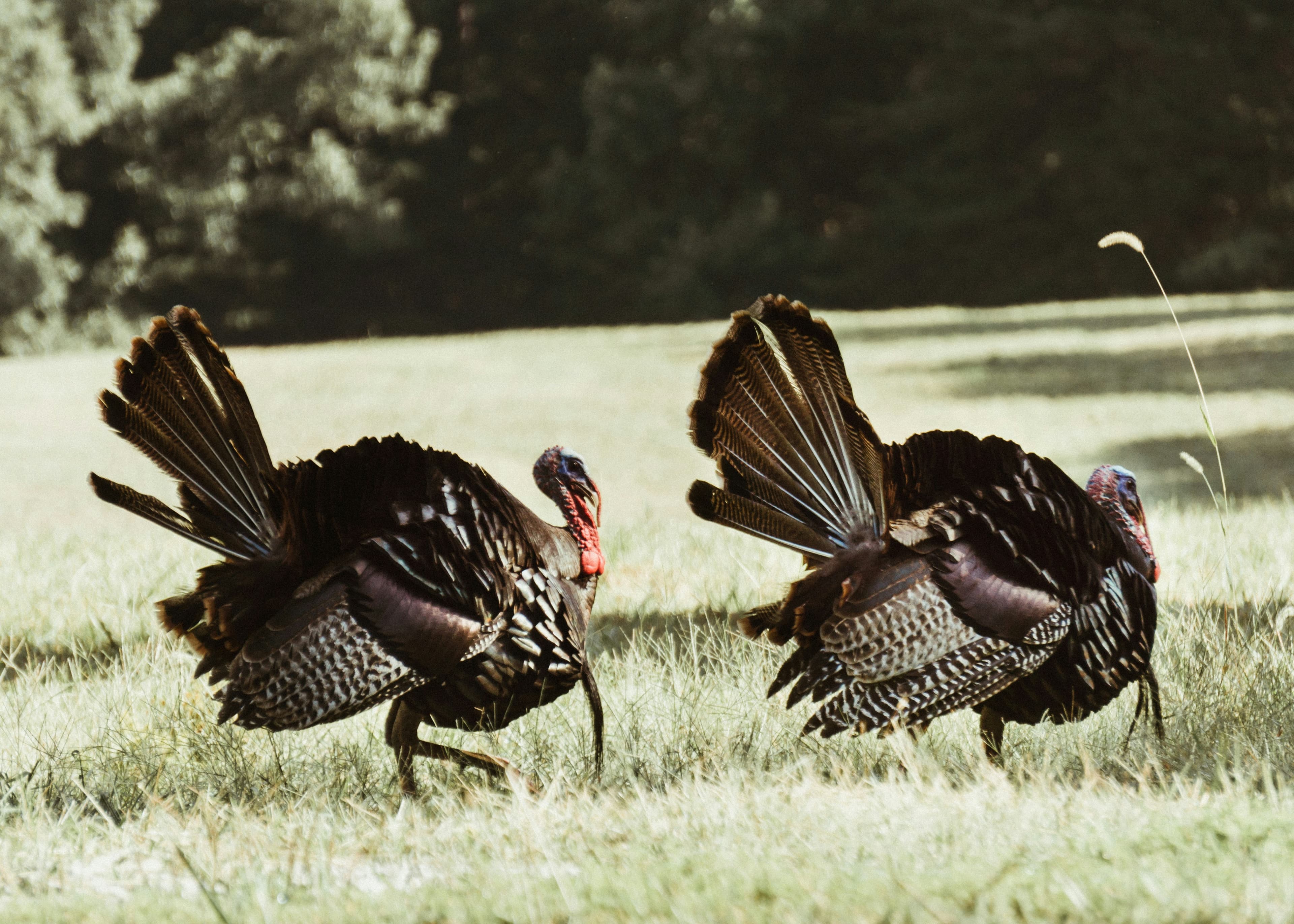 Texas Spring Turkey Hunt