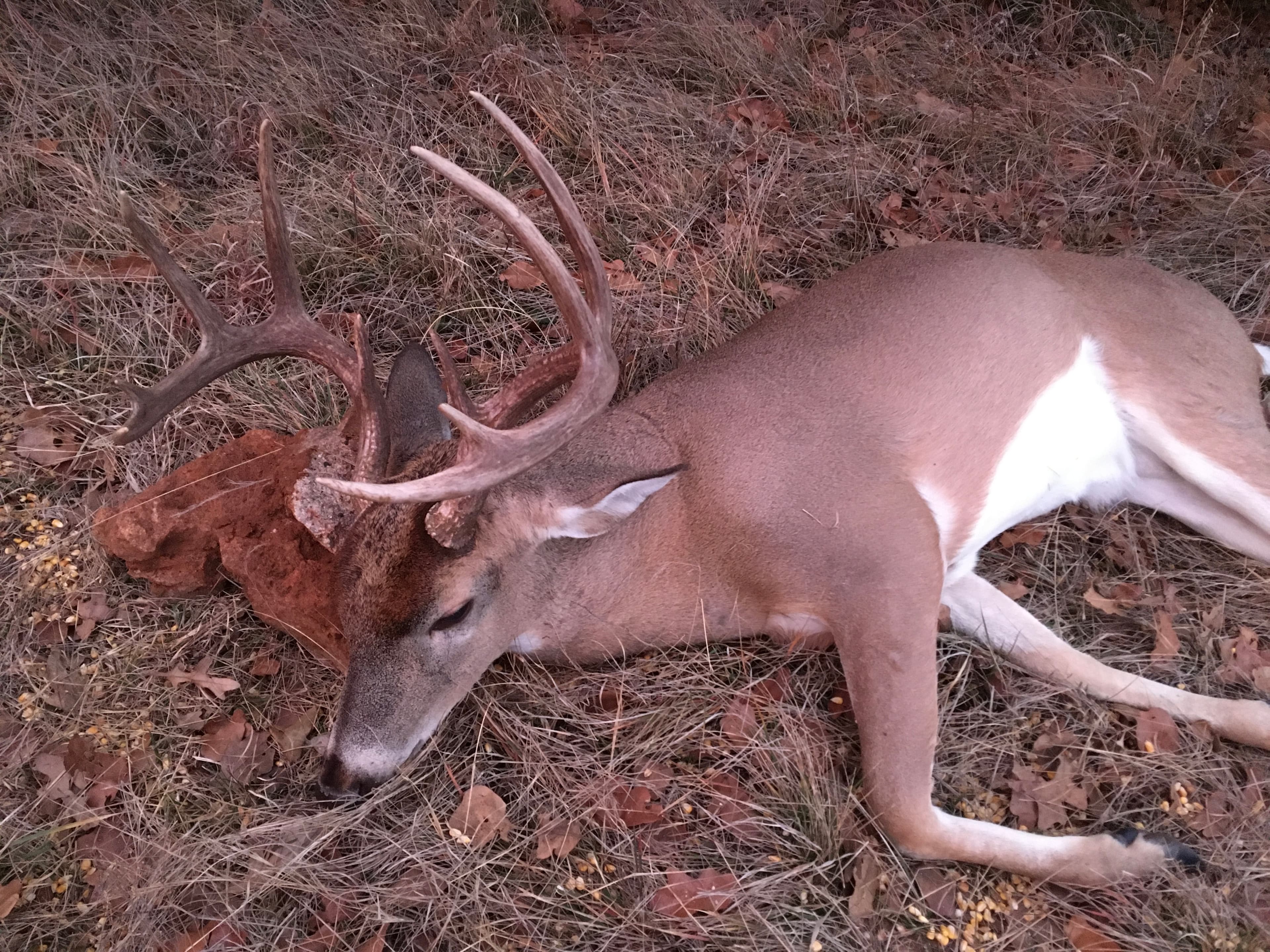 Texas Whitetail Buck Hunt